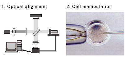 1. Optical alignment / 2. Cell manipulation